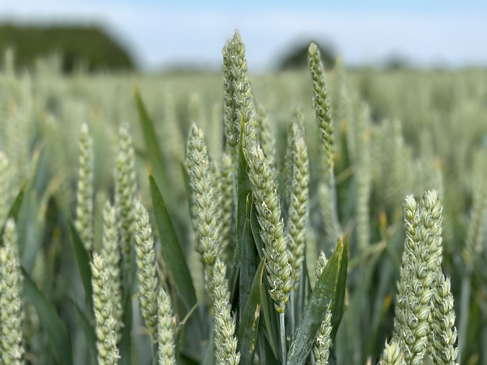 Shedfield event aims to help farmers cut carbon footprint