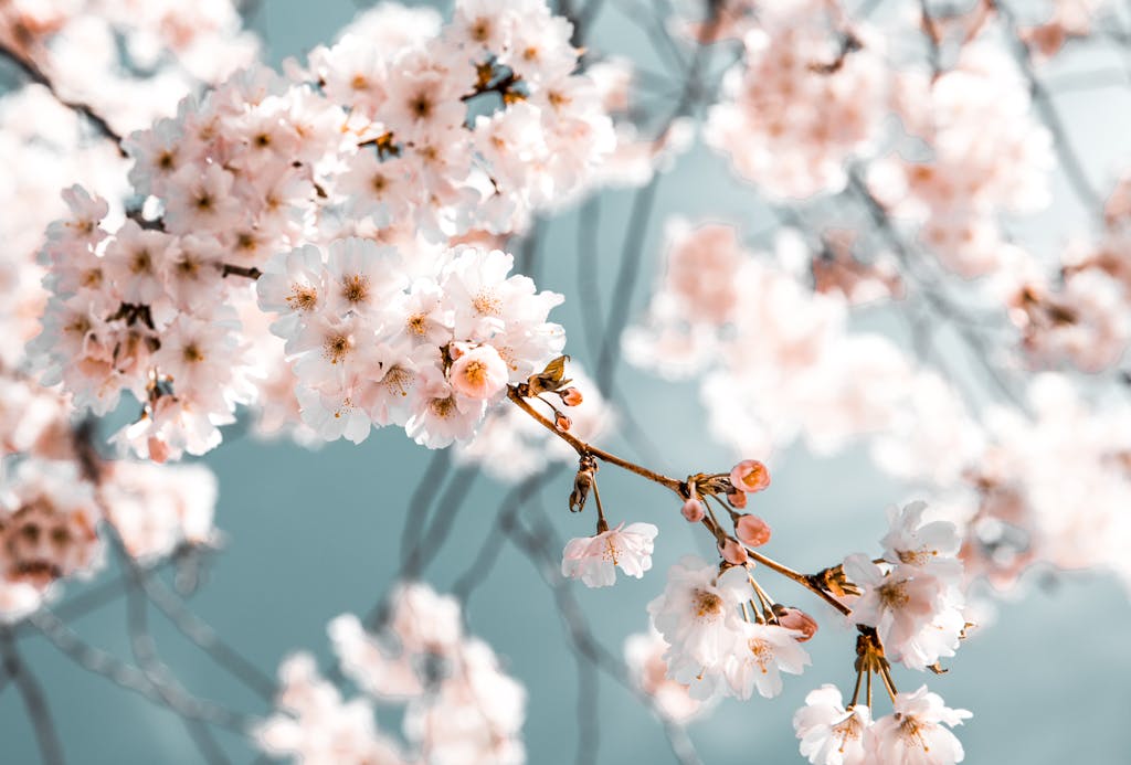 New orchard and hedgerow project blossoms at Wickham Community Centre