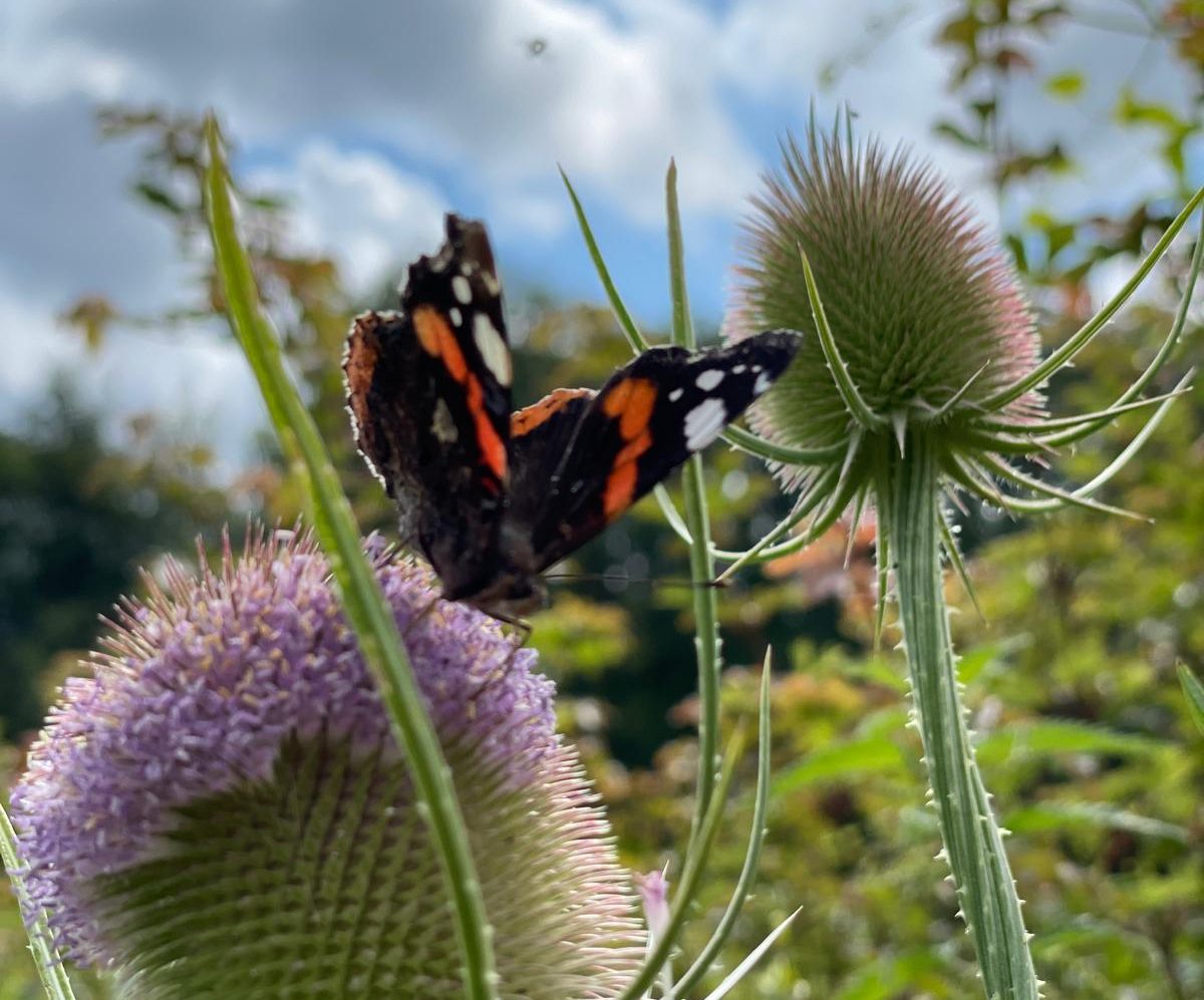 Hampshire County Council cuts back on grass cutting to help wildlife