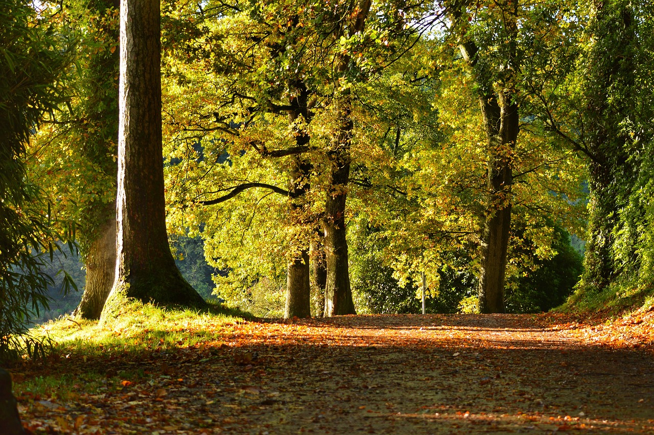 Hinton Ampner – Community Tree Planting