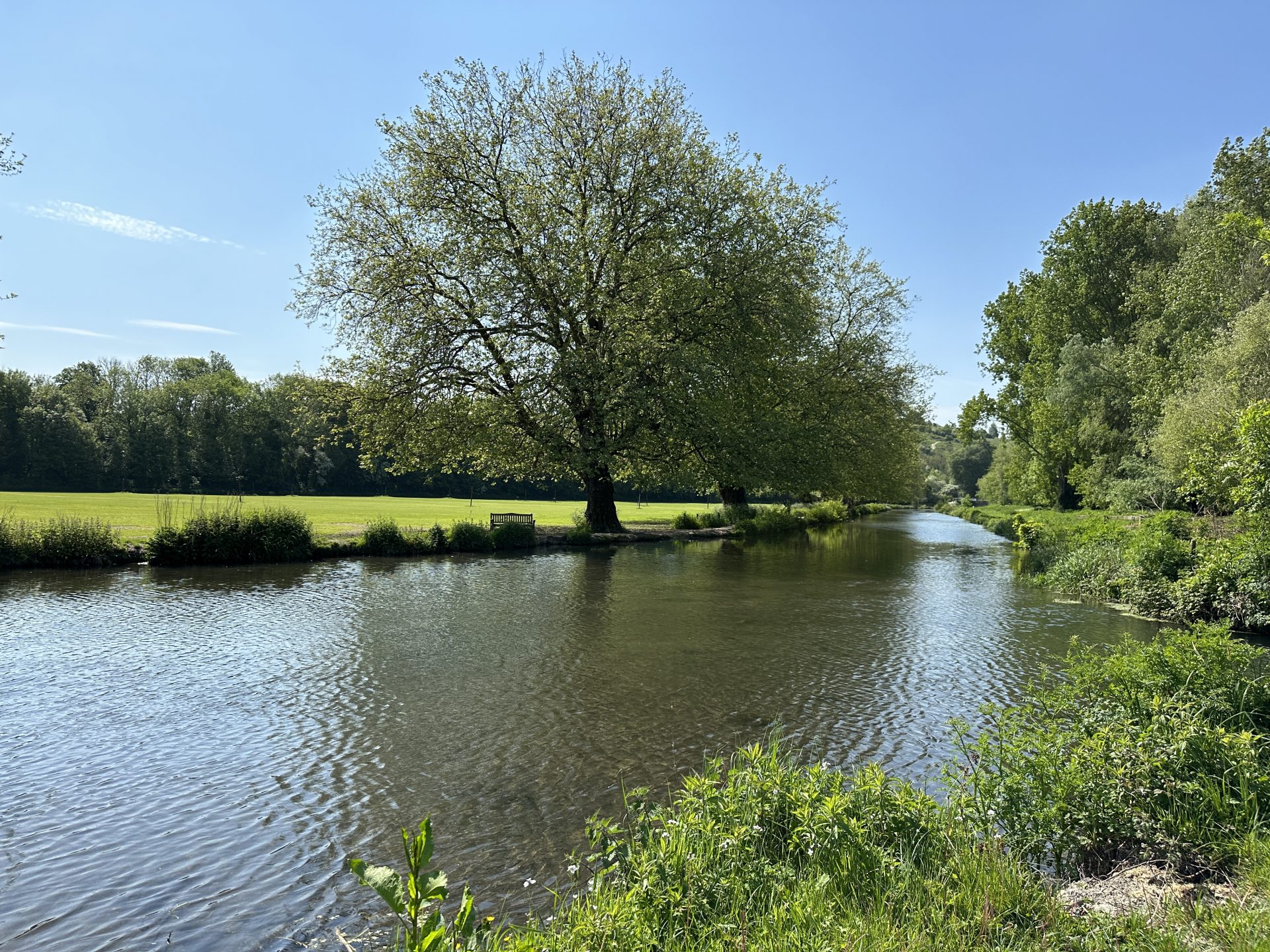 Sewage spills threatening salmon survival, says MP